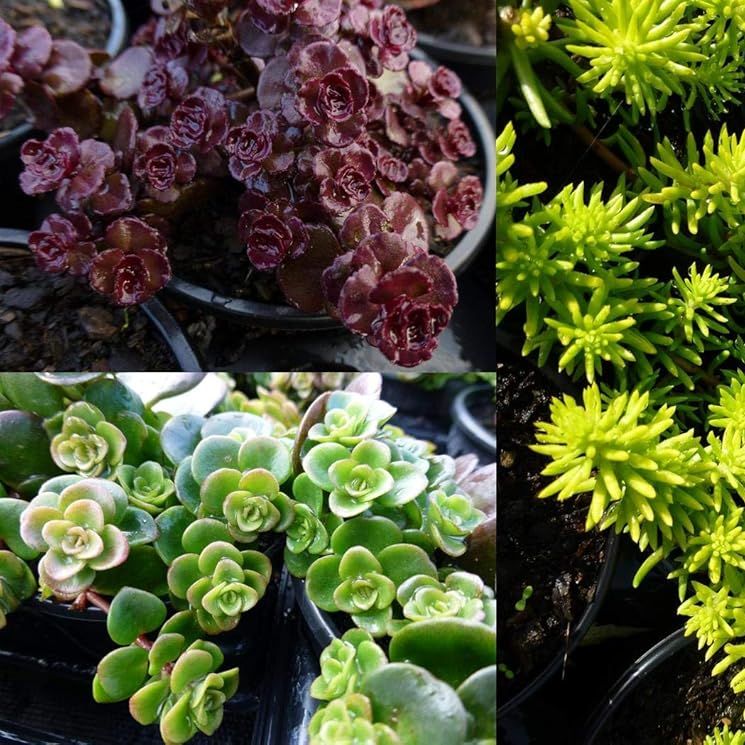 20 Mixed Sedum Plants in 9cm Pots - Alpine Plant Collection for Rockeries, Groundcover, Green Roof and Garden